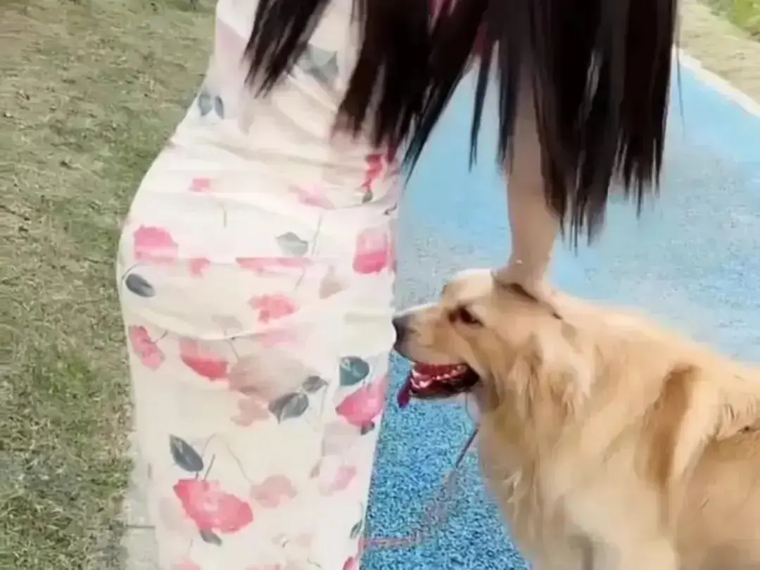 《抖音香香公主与爱犬金毛》完整版在线高清免费观看-抖音金毛蹭香香公主撒娇高能日常互动-香香公主与爱犬直播回放无广告网盘资源秒播-抖音香香公主与爱犬金毛在线吃瓜